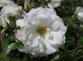 Růže mnohokvětá Kordes 'Schneewittchen' - Rosa MK 'Schneewittchen'
