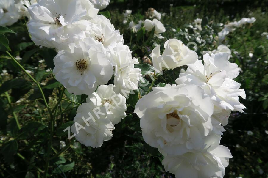 Růže mnohokvětá Kordes 'Schneewittchen' - Rosa MK 'Schneewittchen'
