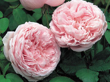 Anglická růže Davida Austina 'Spirit of Freedom' - Rosa S 'Spirit of Freedom'