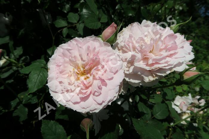 Anglická růže Davida Austina 'Lady Salisbury' - Rosa S 'Lady Salisbury'
