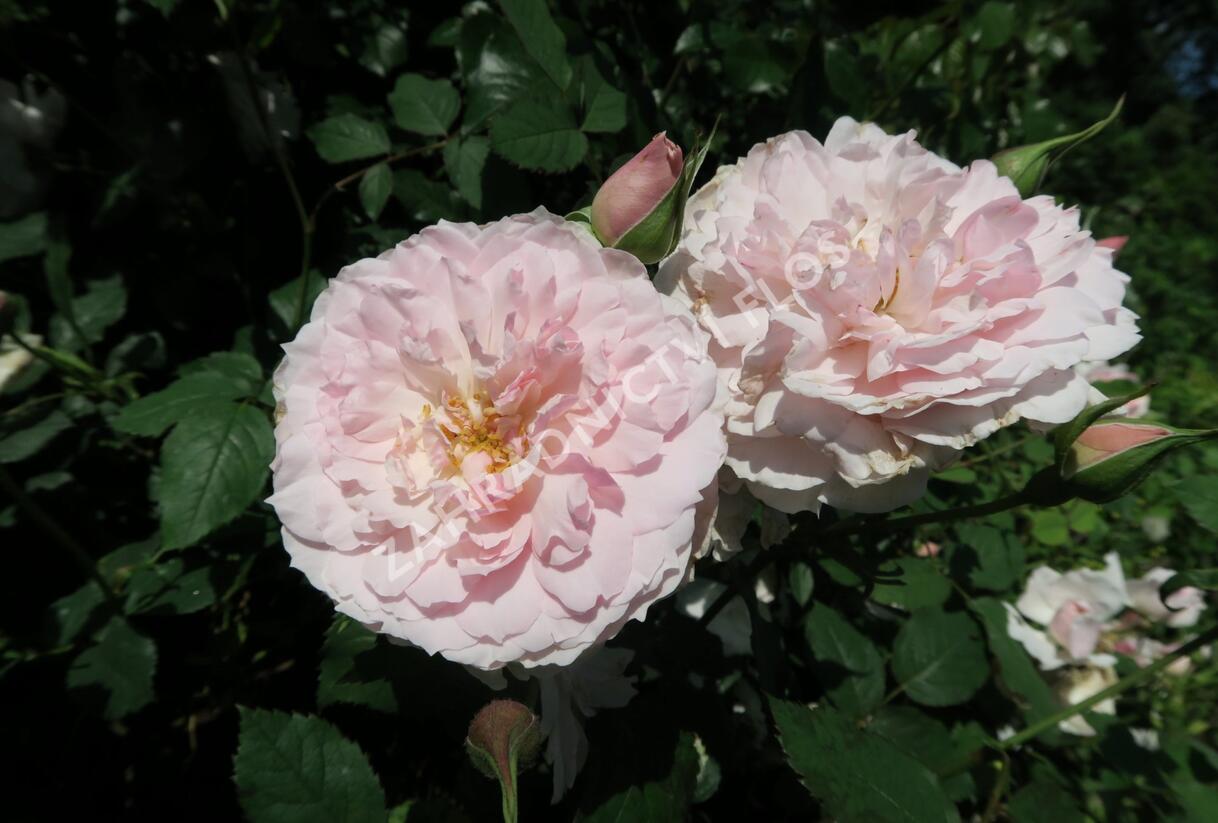 Růže anglická David Austin 'Lady Salisbury' - Rosa S 'Lady Salisbury'