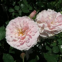 Anglická růže Davida Austina 'Lady Salisbury' - Rosa S 'Lady Salisbury'