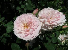 Růže anglická David Austin 'Lady Salisbury' - Rosa S 'Lady Salisbury'