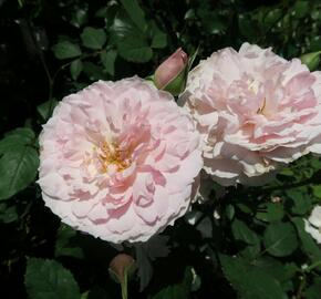 Anglická růže Davida Austina 'Lady Salisbury' - Rosa S 'Lady Salisbury'