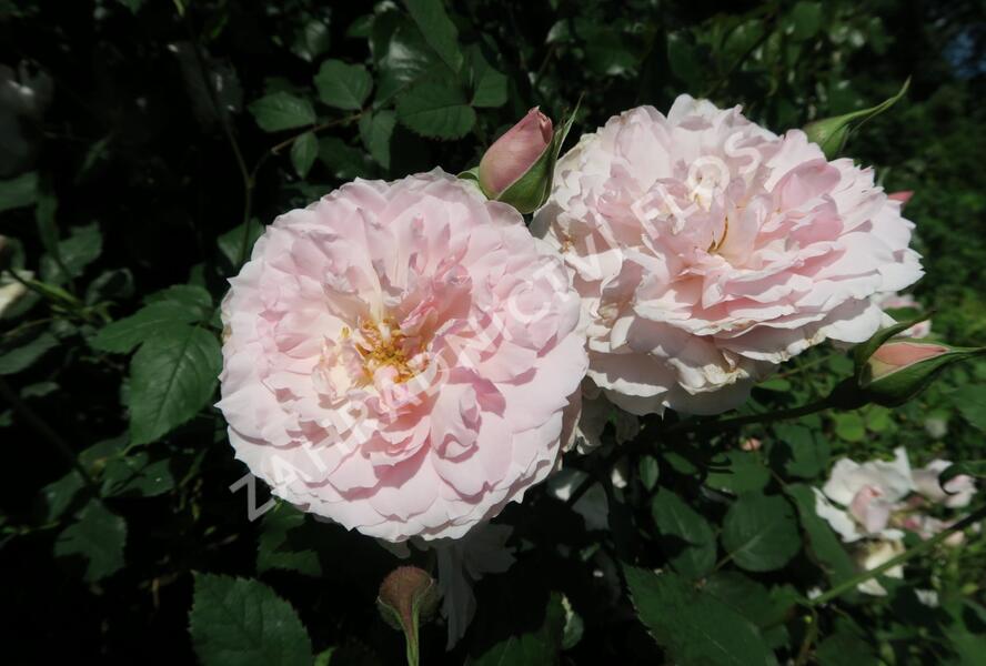 Růže anglická David Austin 'Lady Salisbury' - Rosa S 'Lady Salisbury'