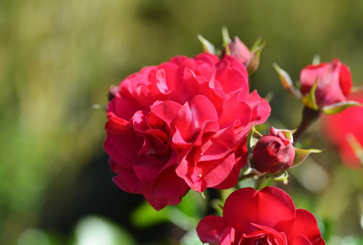 Růže mnohokvětá Kordes 'Gärtnerfreude' ('Toscana') - Rosa MK 'Gärtnerfreude' ('Toscana')