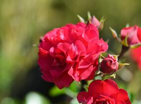 Růže mnohokvětá Kordes 'Gärtnerfreude' ('Toscana') - Rosa MK 'Gärtnerfreude' ('Toscana')