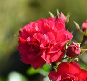 Růže mnohokvětá Kordes 'Gärtnerfreude' ('Toscana') - Rosa MK 'Gärtnerfreude' ('Toscana')
