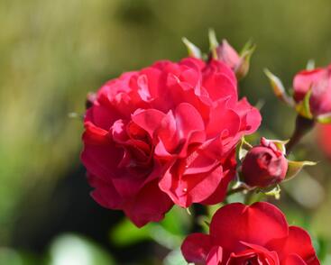 Růže mnohokvětá Kordes 'Gärtnerfreude' ('Toscana')