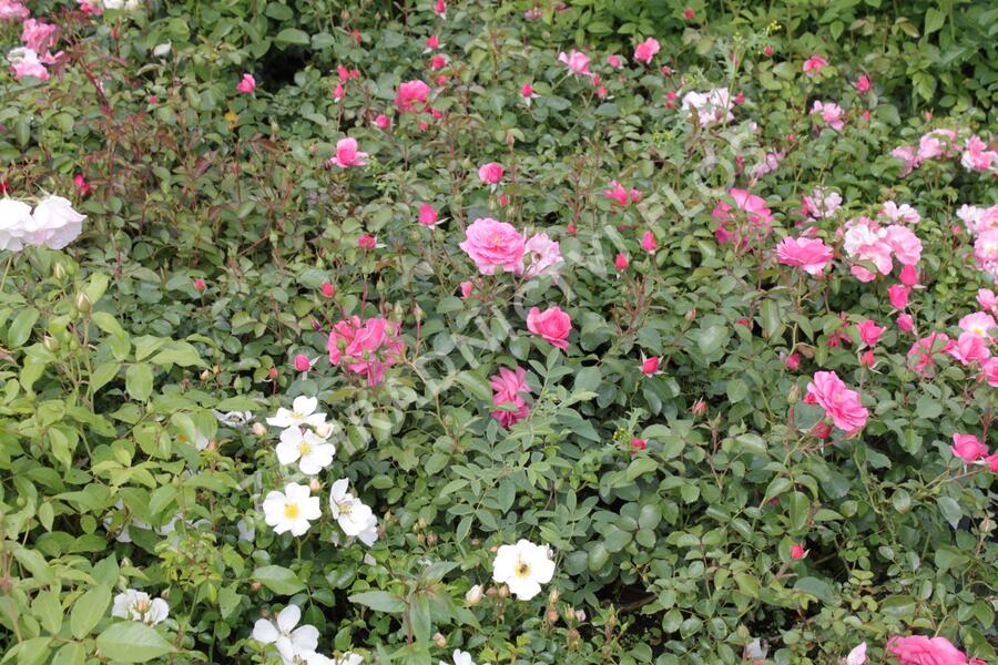 Růže mnohokvětá Tantau 'Mirato' - Rosa MK 'Mirato'
