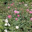 Růže mnohokvětá Tantau 'Mirato' - Rosa MK 'Mirato'