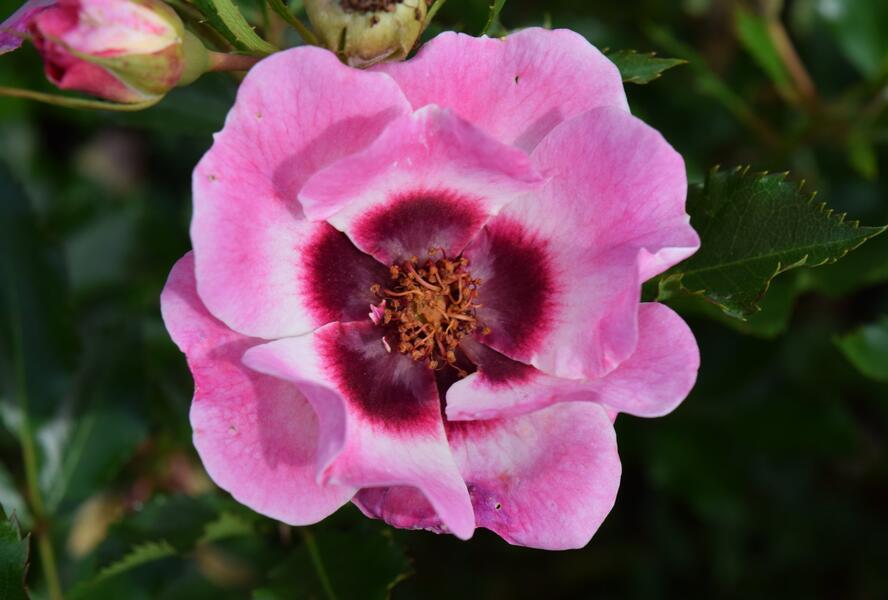 Růže mnohokvětá 'Trendy Babylon Eyes'® - Rosa MK 'Trendy Babylon Eyes'®