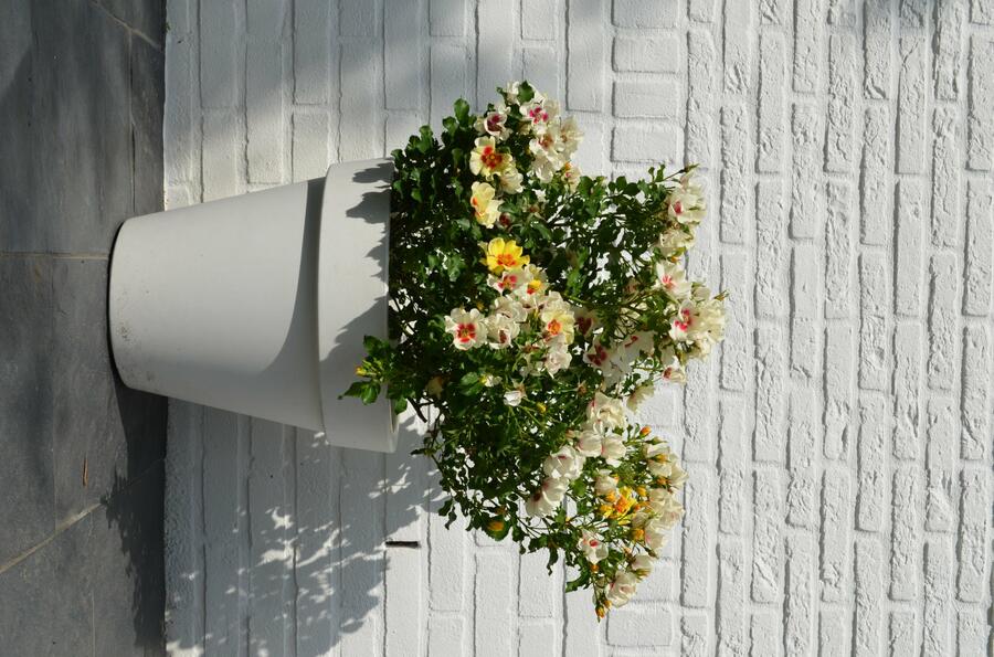 Růže mnohokvětá 'Glorious Babylon Eyes'® - Rosa MK 'Glorious Babylon Eyes'®