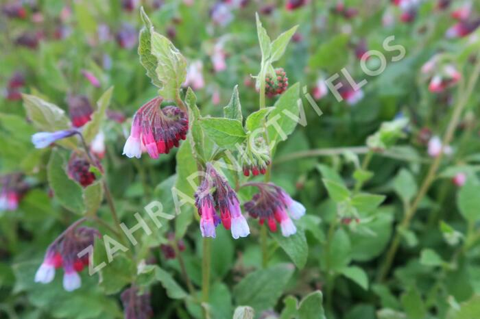 Kostival 'Sky-Blue-Pink' - Symphytum grandiflorum 'Sky-Blue-Pink'