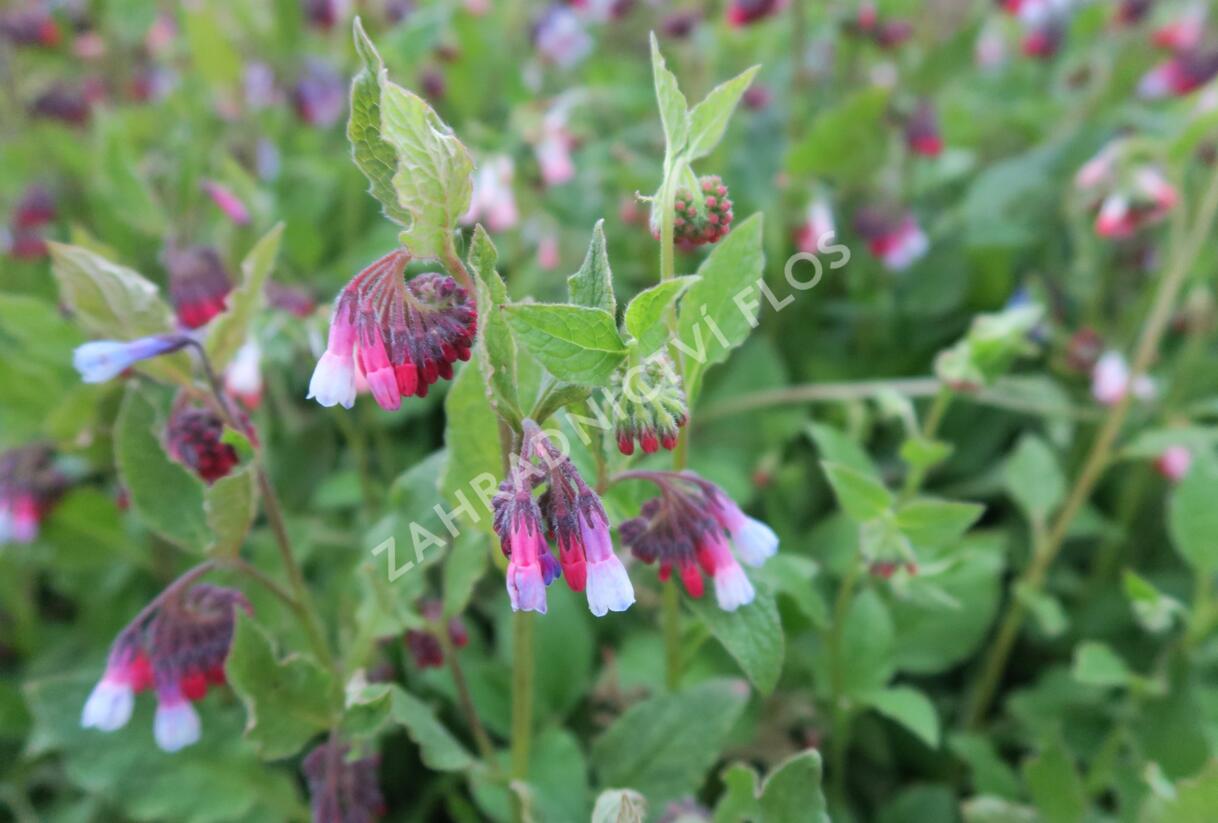 Kostival velkokvětý 'Sky-Blue-Pink' - Symphytum grandiflorum 'Sky-Blue-Pink'