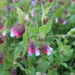 Kostival 'Sky-Blue-Pink' - Symphytum grandiflorum 'Sky-Blue-Pink'