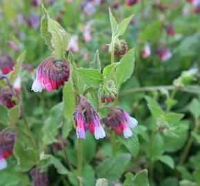 Kostival 'Sky-Blue-Pink' - Symphytum grandiflorum 'Sky-Blue-Pink'