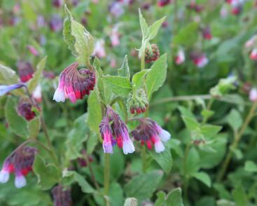 Kostival velkokvětý 'Sky-Blue-Pink'