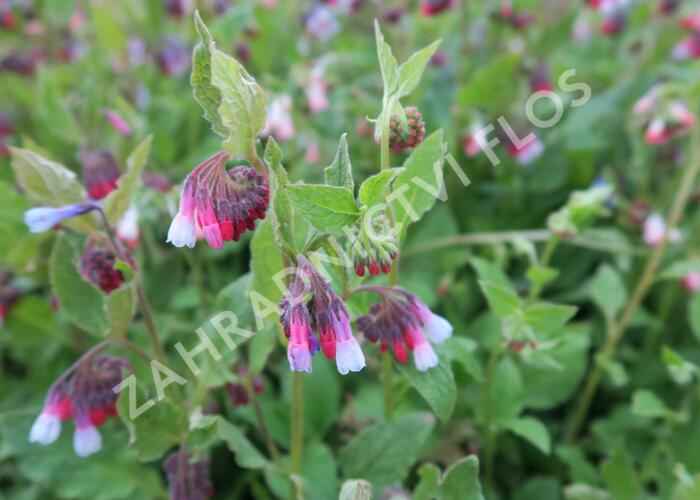 Kostival 'Sky-Blue-Pink' - Symphytum grandiflorum 'Sky-Blue-Pink'