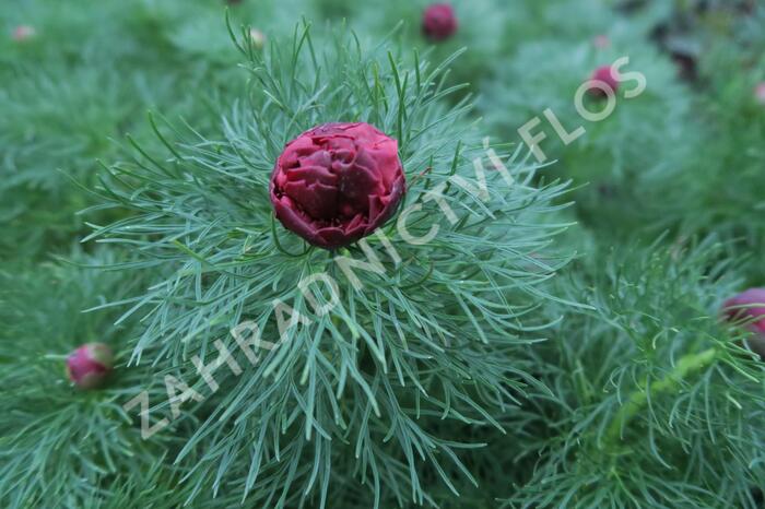 Pivoňka úzkolistá 'Plena' - Paeonia tenuifolia 'Plena'