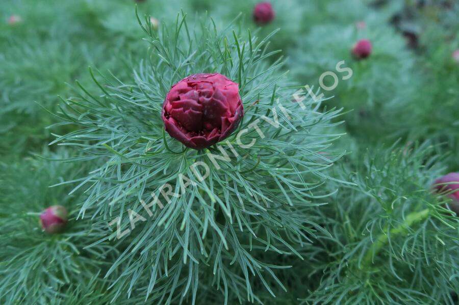 Pivoňka úzkolistá 'Plena' - Paeonia tenuifolia 'Plena'