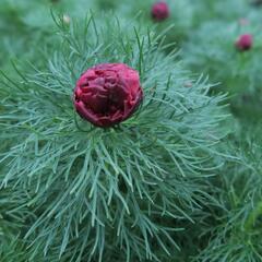 Pivoňka úzkolistá 'Plena' - Paeonia tenuifolia 'Plena'