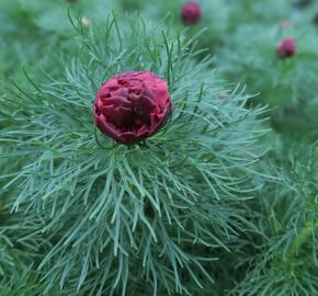Pivoňka úzkolistá 'Plena' - Paeonia tenuifolia 'Plena'