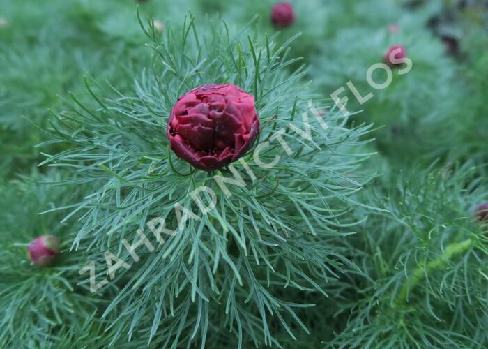 Pivoňka úzkolistá 'Plena' - Paeonia tenuifolia 'Plena'