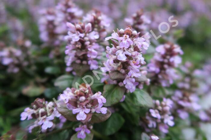 Zběhovec plazivý 'Tottenham' - Ajuga reptans 'Tottenham'