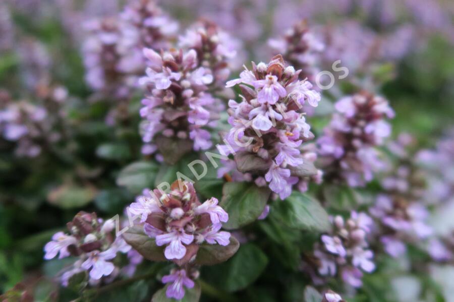 Zběhovec plazivý 'Tottenham' - Ajuga reptans 'Tottenham'