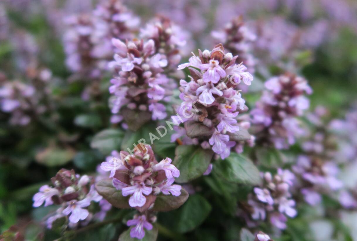 Zběhovec plazivý 'Tottenham' - Ajuga reptans 'Tottenham'