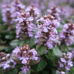 Zběhovec plazivý 'Tottenham' - Ajuga reptans 'Tottenham'