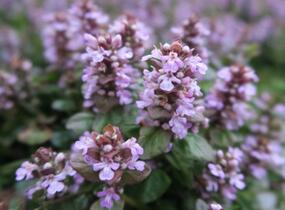 Zběhovec plazivý 'Tottenham' - Ajuga reptans 'Tottenham'
