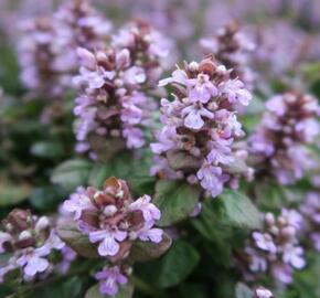 Zběhovec plazivý 'Tottenham' - Ajuga reptans 'Tottenham'