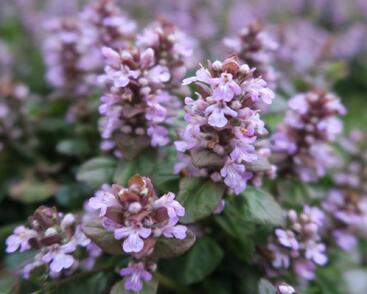 Zběhovec plazivý 'Tottenham'