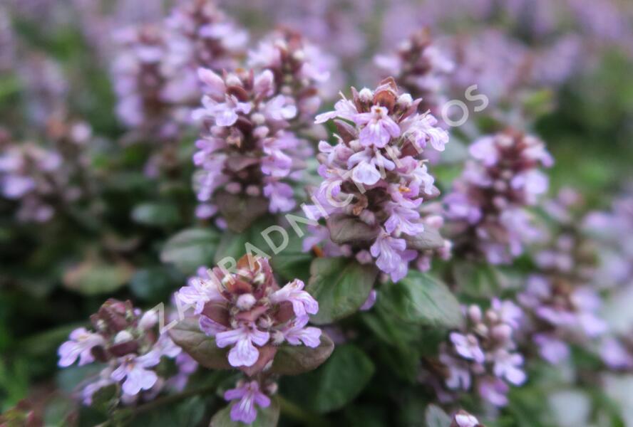 Zběhovec plazivý 'Tottenham' - Ajuga reptans 'Tottenham'
