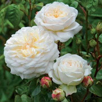 Anglická růže Davida Austina 'Tranquillity' - Rosa S 'Tranquillity'