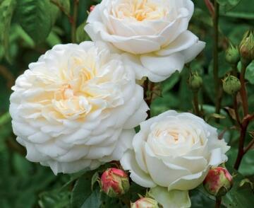 Růže anglická David Austin 'Tranquillity'