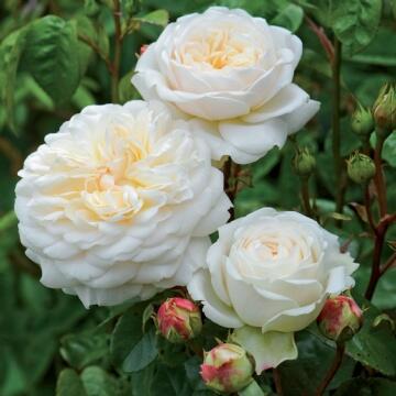 Růže anglická David Austin 'Tranquillity' - Rosa S 'Tranquillity'