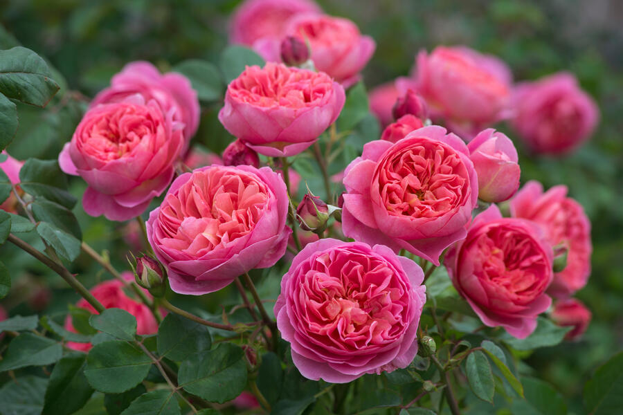 Anglická růže Davida Austina 'Boscobel' - Rosa S 'Boscobel'