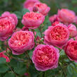 Anglická růže Davida Austina 'Boscobel' - Rosa S 'Boscobel'