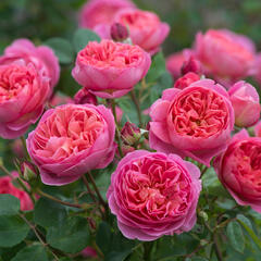 Anglická růže Davida Austina 'Boscobel' - Rosa S 'Boscobel'