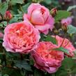 Anglická růže Davida Austina 'Boscobel' - Rosa S 'Boscobel'