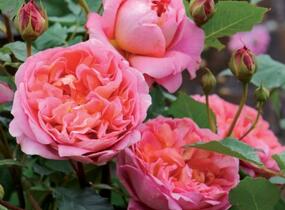 Růže anglická David Austin 'Boscobel' - Rosa S 'Boscobel'