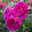 Anglická růže Davida Austina 'James L. Austin' - Rosa S 'James L. Austin'