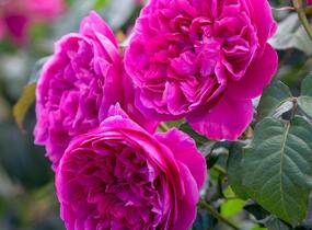 Růže anglická David Austin 'James L. Austin' - Rosa S 'James L. Austin'