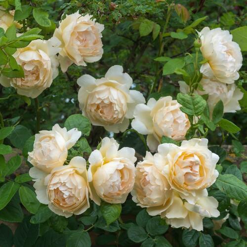 Anglická růže Davida Austina 'Wollerton Old Hall' - Rosa S 'Wollerton Old Hall'
