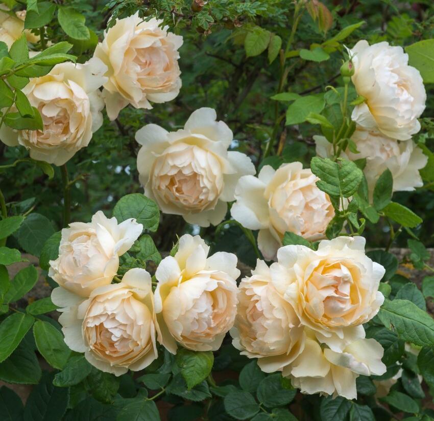 Růže anglická David Austin 'Wollerton Old Hall' - Rosa S 'Wollerton Old Hall'