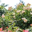 Anglická růže Davida Austina 'Wollerton Old Hall' - Rosa S 'Wollerton Old Hall'
