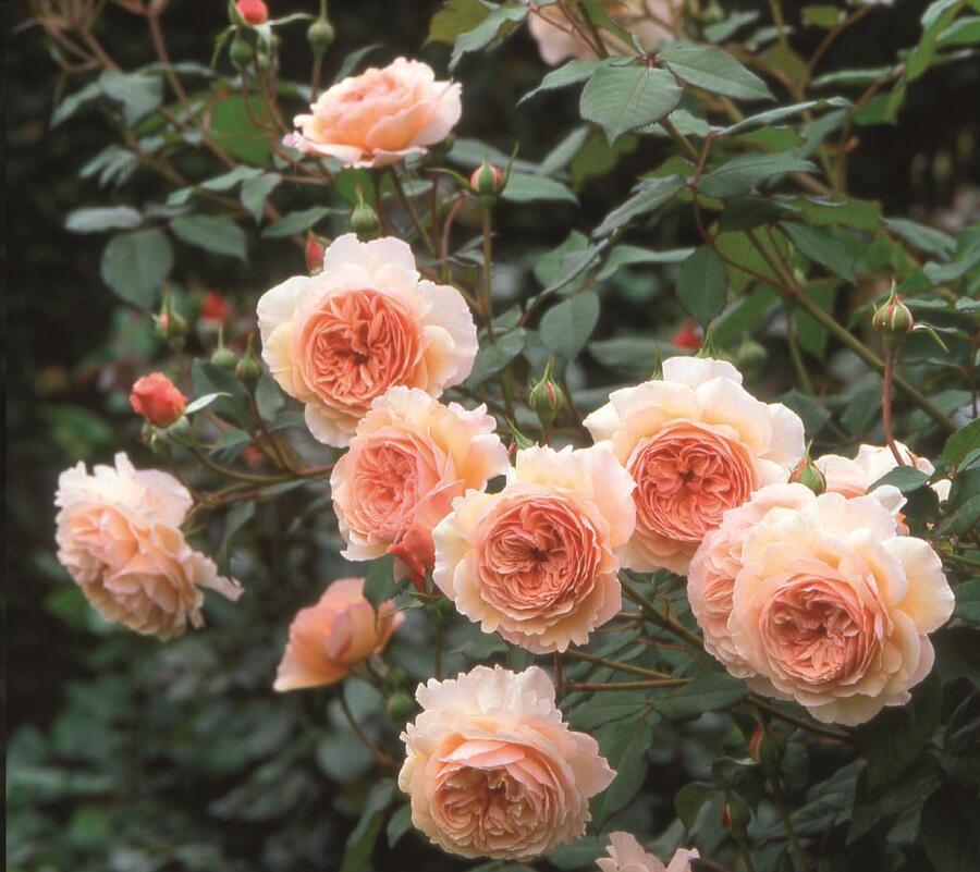 Anglická pnoucí růže Davida Austina 'A Shropshire Lad' - Rosa PN 'A Shropshire Lad'